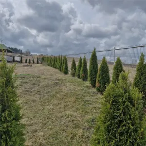 Teren extravilan de vanzare in Salistea Veche - foto 6