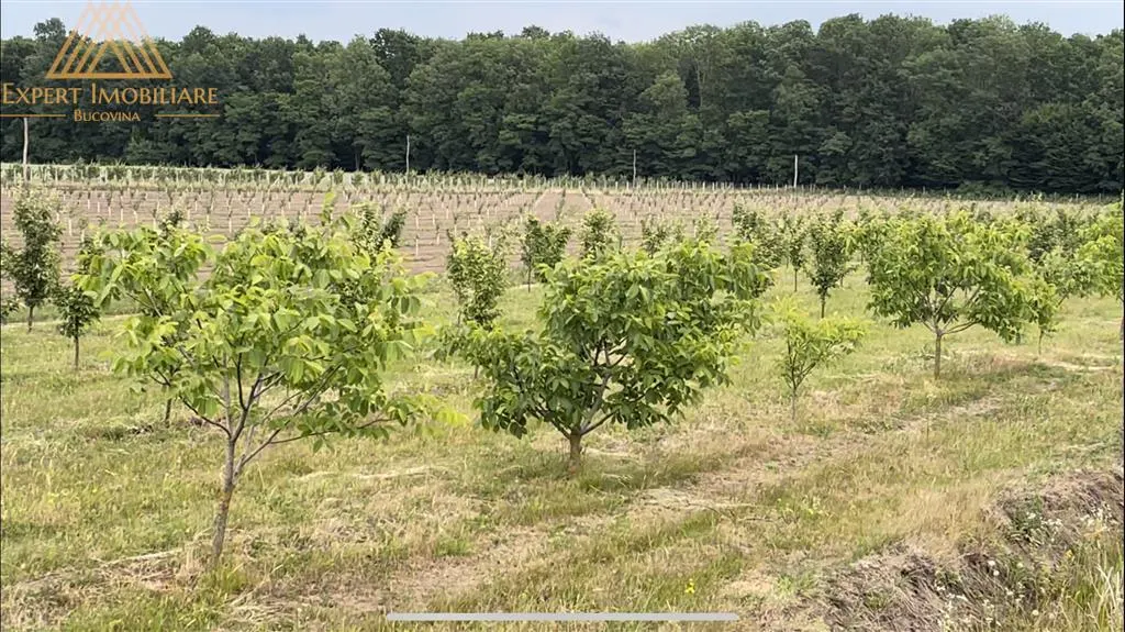 Teren extravilan comasat 9 hectare cu plantatie  3 Euro pe m2 Suceava - foto 1
