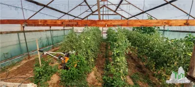 3.3ha Farm Estate with 7-Bedroom Villa, Workers' House & Livestock Facilities, Podisor/Giurgiu - foto 14