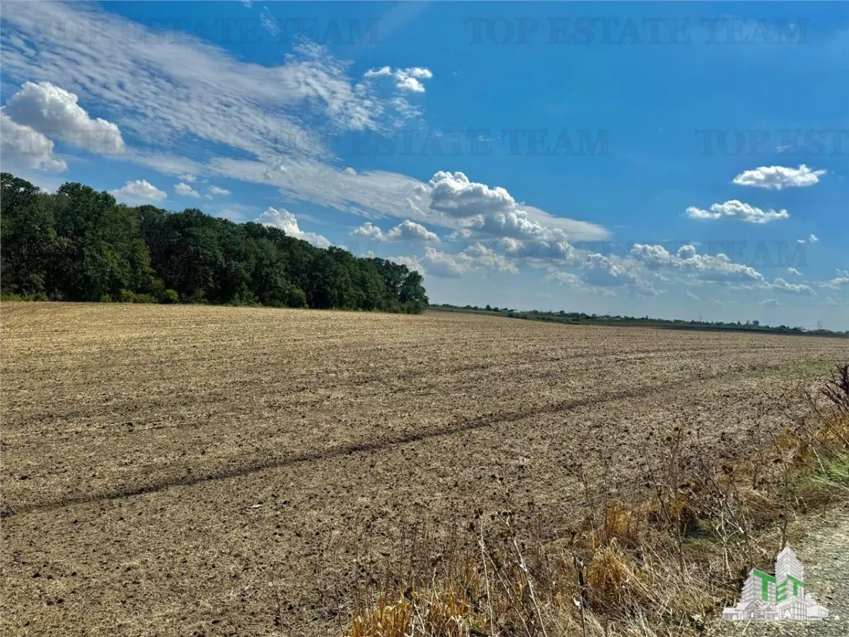 Subdivided Land Plot with Utilities near Forest in Frumusani, Calarasi - foto 5