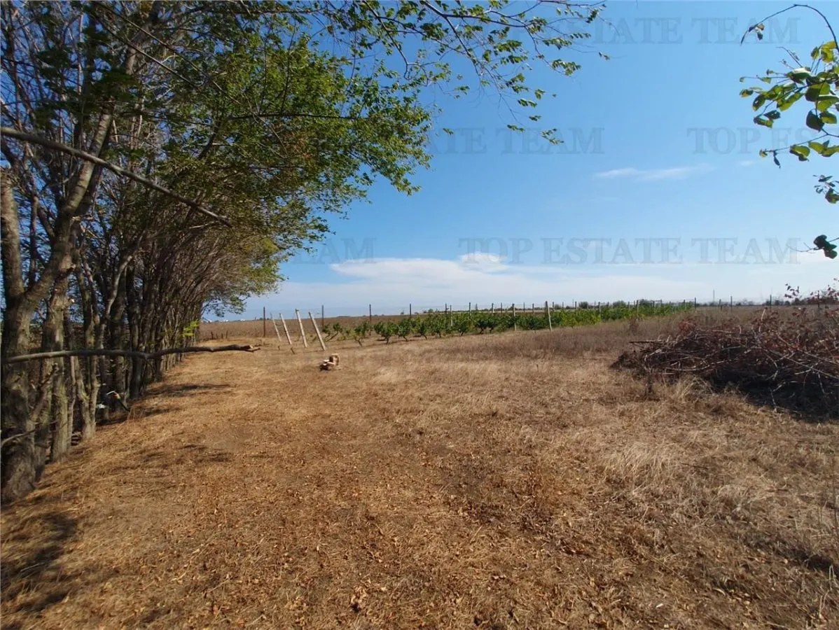Agricultural and Building Land Plot 2 Parcel A326/49, Agigea - foto 1