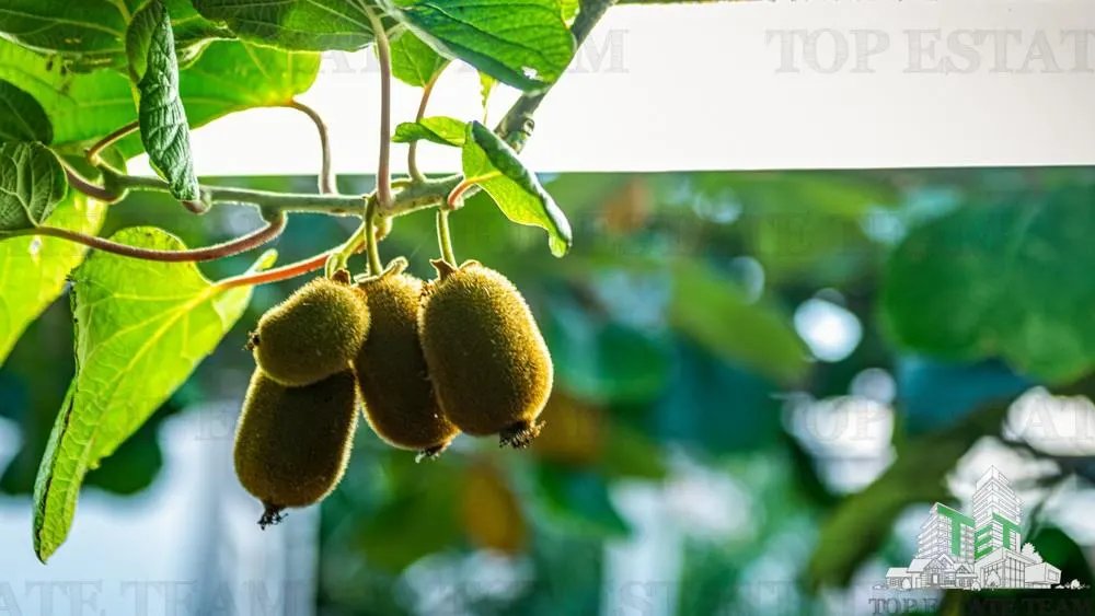 Villa for Sale in Bar, Montenegro - foto 12